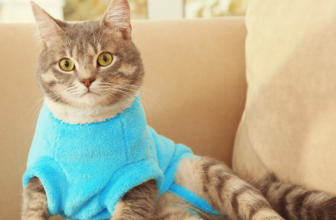 What Types of Cat Apparel Are Best for Comfort and Style?