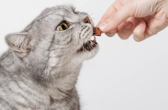 What Are the Key Ingredients to Look for in High-Quality Cat Food?