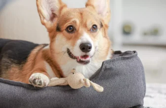 How Can You Choose the Best Dog Bed for Your Pet?