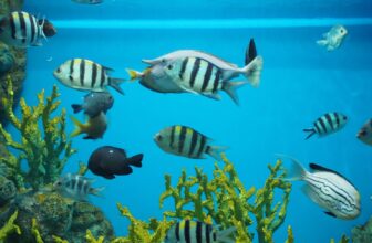 What Are the Best Fish Tanks for Beginners?