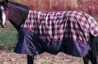 Which Blankets Offer the Best Protection and Comfort for Horses?
