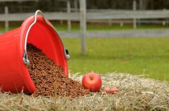 How Do You Choose the Best Feed for Your Horse's Specific Needs?