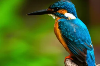 What Are the Must-Have Bird Accessories for a Happy and Healthy Pet?