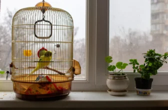 Is This the Best Bird Cage for Small Birds on Amazon?