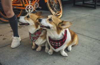 essential accessories for new dog