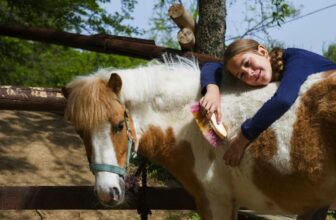 horse owner grooming essentials