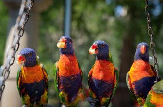 selecting bird food wisely