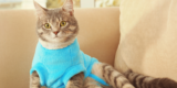 What Types of Cat Apparel Are Best for Comfort and Style?