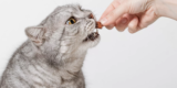 What Are the Key Ingredients to Look for in High-Quality Cat Food?