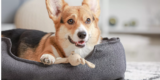 How Can You Choose the Best Dog Bed for Your Pet?
