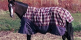Which Blankets Offer the Best Protection and Comfort for Horses?