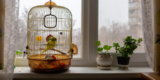 Is This the Best Bird Cage for Small Birds on Amazon?