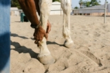 What Are the Top Hoof Care Products for Healthy, Strong Hooves?